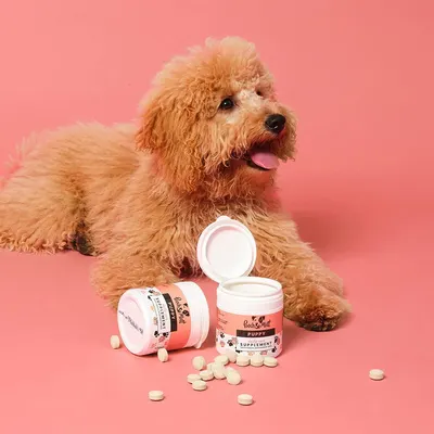 Secondary Images for Pooch and Mutt 11