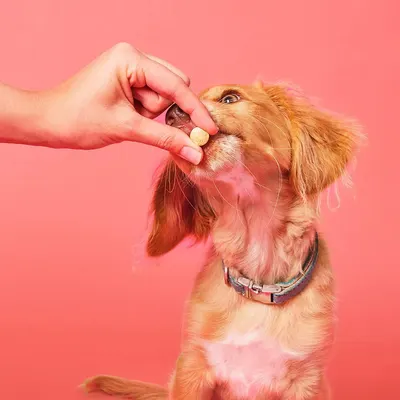 Secondary Images for Pooch and Mutt 12