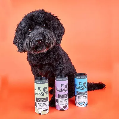 Secondary Images for Pooch and Mutt 13