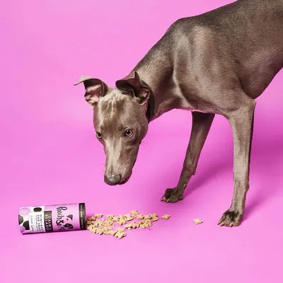 Secondary Images for Pooch and Mutt 14