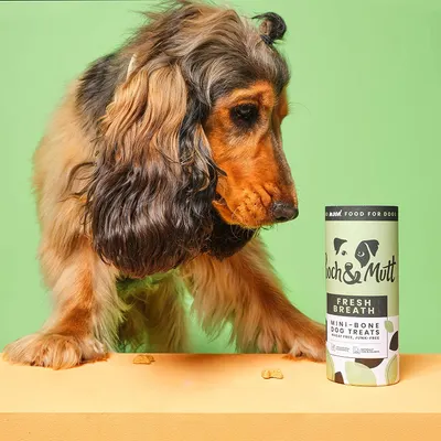 Secondary Images for Pooch and Mutt 16