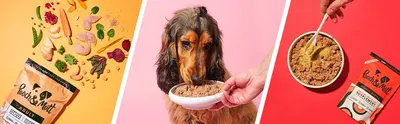 Basic A+ Content for Pooch and Mutt 17