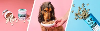 Basic A+ Content for Pooch and Mutt 19