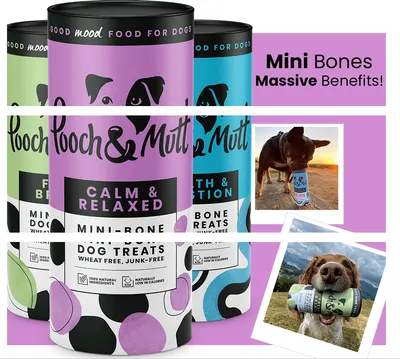 Basic A+ Content for Pooch and Mutt 1