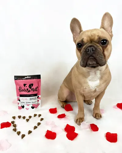 Lifestyle Images for Pooch and Mutt 37