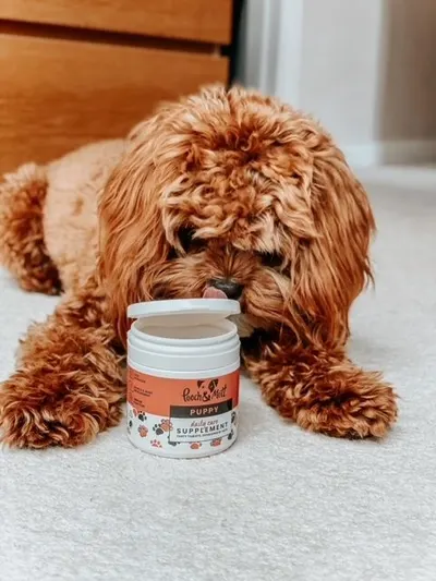 Lifestyle Images for Pooch and Mutt 40