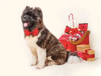 Lifestyle Images for Pooch and Mutt 45