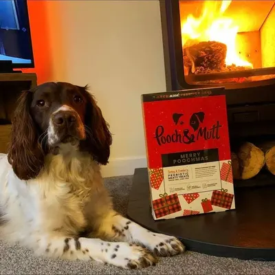 UGC Images for Pooch and Mutt 49