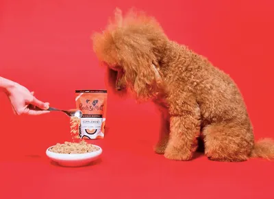 Secondary Images for Pooch and Mutt 50