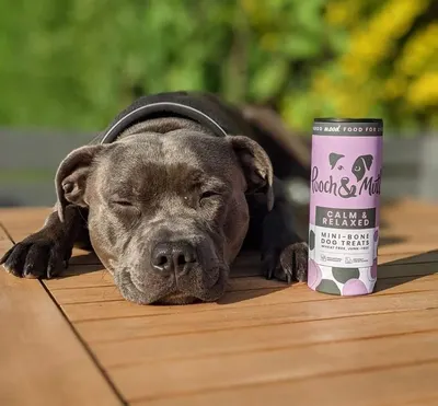 Lifestyle Images for Pooch and Mutt 51