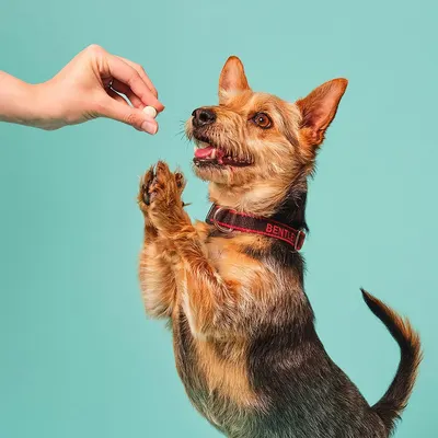 Secondary Images for Pooch and Mutt 5