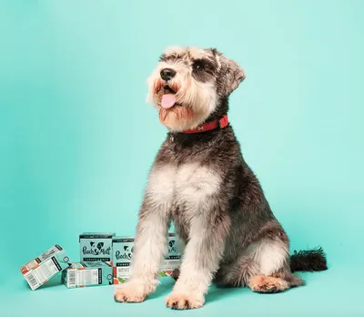 Secondary Images for Pooch and Mutt 60