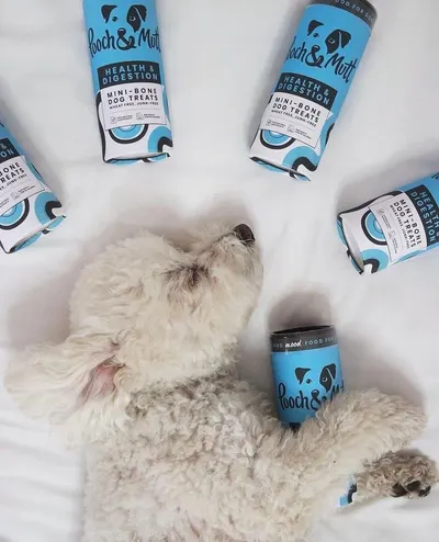 Lifestyle Images for Pooch and Mutt 65