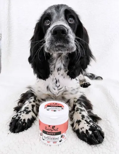 Lifestyle Images for Pooch and Mutt 68