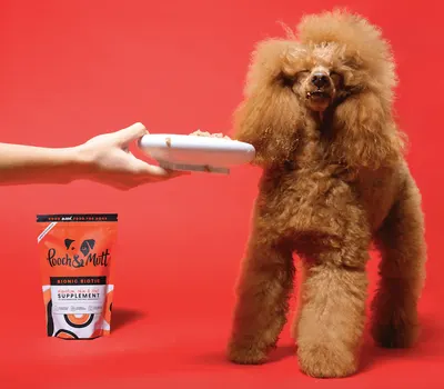 Secondary Images for Pooch and Mutt 69