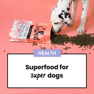Secondary Images for Pooch and Mutt 75