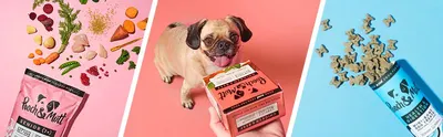 Basic A+ Content for Pooch and Mutt 7