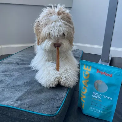 Lifestyle Images for Pupford 9