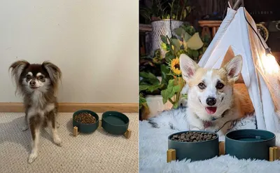 Lifestyle Images for SPUNKYJUNKY LIF PET 5
