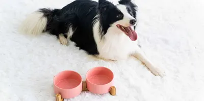 Lifestyle Images for SPUNKYJUNKY LIF PET 7