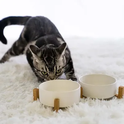Lifestyle Images for SPUNKYJUNKY LIF PET 8