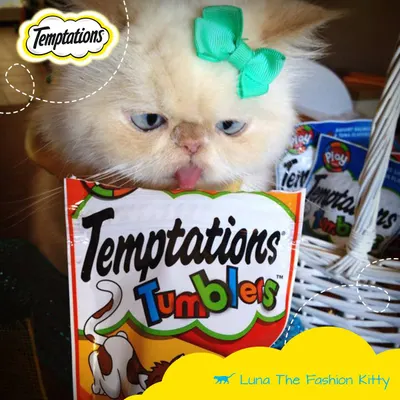 Lifestyle Images for Temptations Cat Treats 10