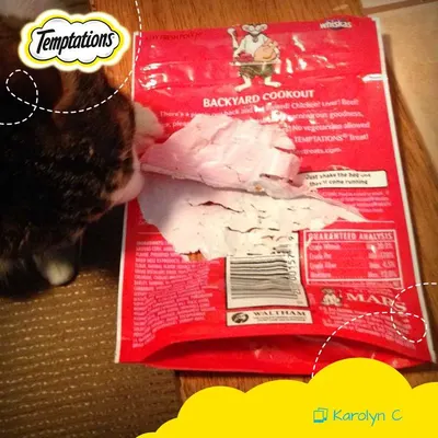 Lifestyle Images for Temptations Cat Treats 11