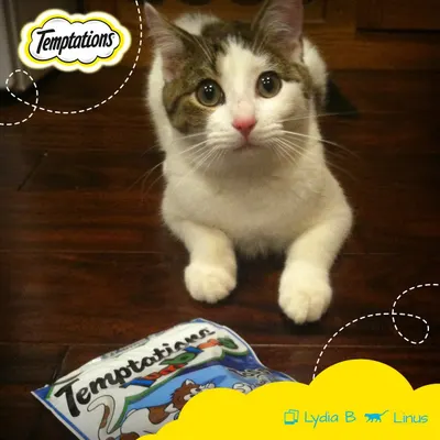 Lifestyle Images for Temptations Cat Treats 12