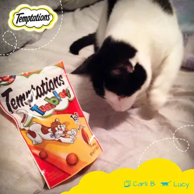 Lifestyle Images for Temptations Cat Treats 16