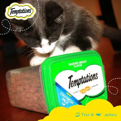 Lifestyle Images for Temptations Cat Treats 17