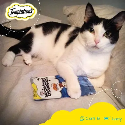 Lifestyle Images for Temptations Cat Treats 6