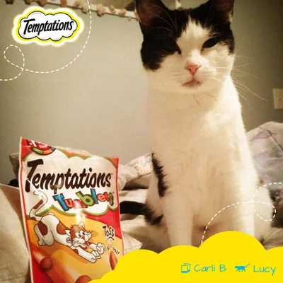 Lifestyle Images for Temptations Cat Treats 7