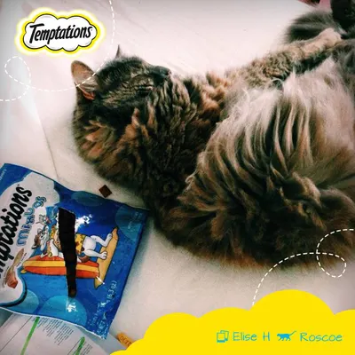 Lifestyle Images for Temptations Cat Treats 8