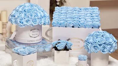 Amazon listing image for VENUS ET FLEUR 04