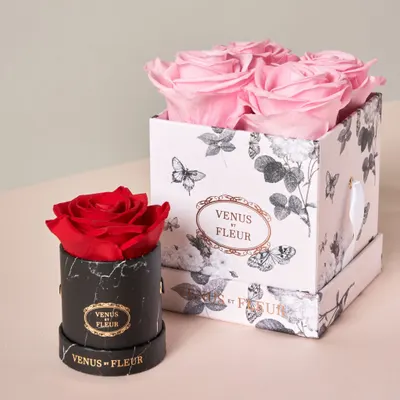 Secondary Images for VENUS ET FLEUR 36