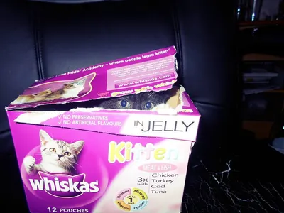 Lifestyle Images for Whiskas 10