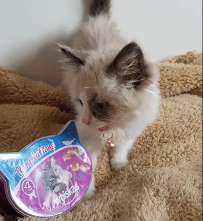 Lifestyle Images for Whiskas 4