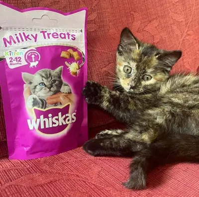 Lifestyle Images for Whiskas 5