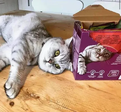 Lifestyle Images for Whiskas 6