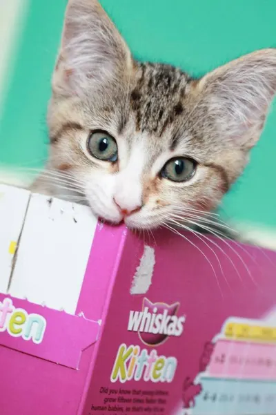 Lifestyle Images for Whiskas 8