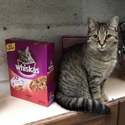 Lifestyle Images for Whiskas 9