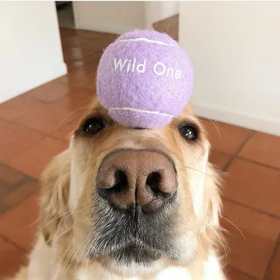 Lifestyle Images for Wild One 2