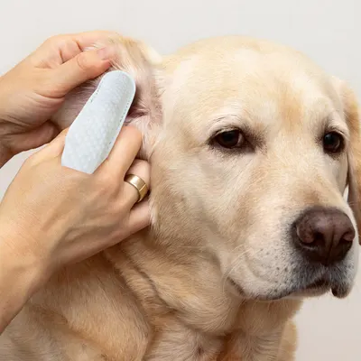 Secondary Images for Amazon.com : Paw Science Dog Ear Cleaner Wipes