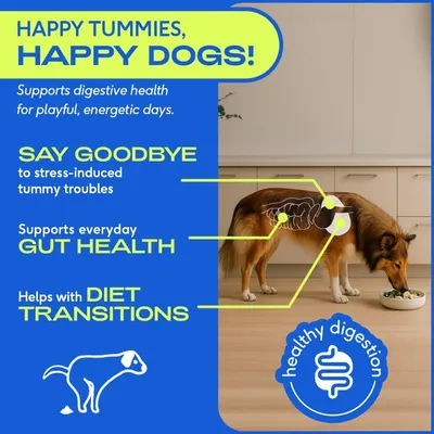 Highlights multiple benefits of the product for dogs' digestive health, including stress reduction and support during diet changes.