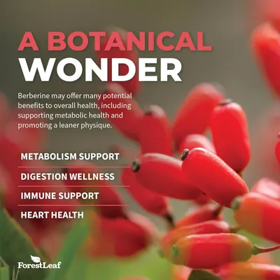 Highlights multiple health benefits of berberine to showcase its versatility as a botanical supplement.