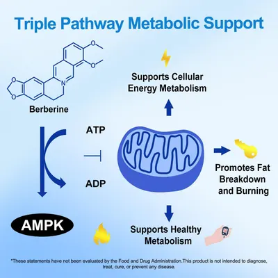 Explains how the product supports multiple aspects of metabolism through a triple pathway mechanism, highlighting its comprehensive approach to metabolic…