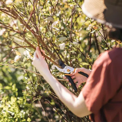 Shows the product being used in a real-life gardening scenario, demonstrating its effectiveness for pruning shrubs.