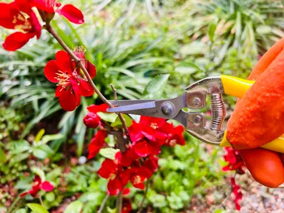 Demonstrates the correct way to prune flowers using gardening shears, helping customers understand proper plant care.