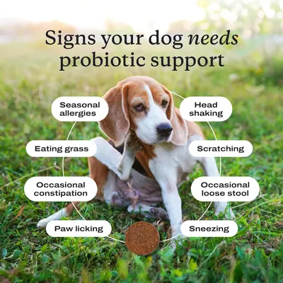 Educates pet owners on various signs that indicate their dog may need probiotic support, promoting the product as a solution for multiple health issues.
