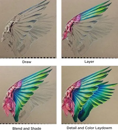 Demonstrates the step-by-step process of creating a colorful bird wing illustration, showing the progression from initial sketch to final detailed artwork.